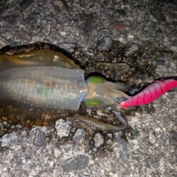 夕方から新子調査